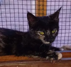 Pookie, chat de l'association
