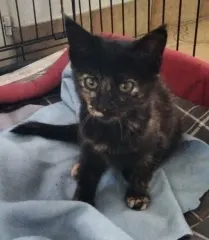 Pookie, chat de l'association