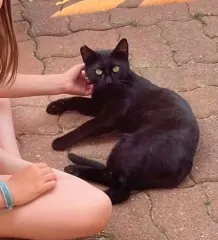MAX, chat de l'association