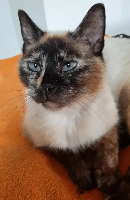 HERMINE, chat de l'association