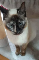 HERMINE, chat de l'association