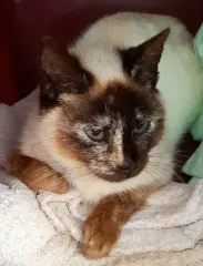 HERMINE, chat de l'association