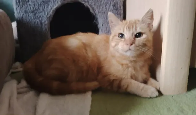 ALBA, chat de l'association