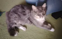 BEAUGOSSE, chat de l'association