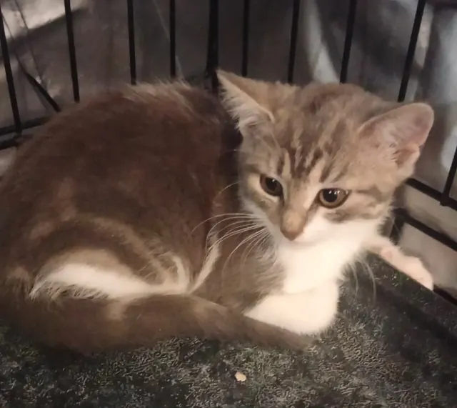 LEIA, chat de l'association