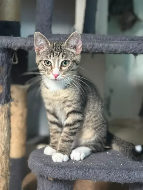GEORGES, chat de l'association