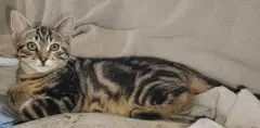 NEKO, chat de l'association